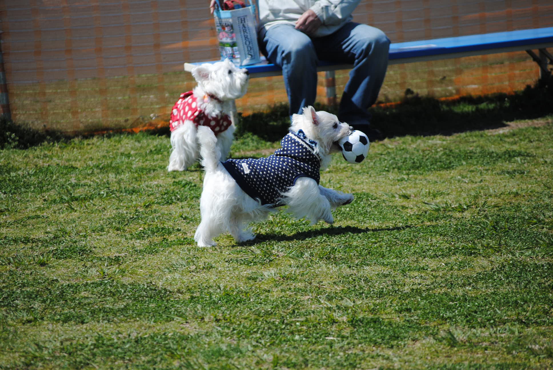 ♪ ダニエル チューリップ祭り2014 ランランラン～(*^_^*)  ♪_b0242873_12491018.jpg