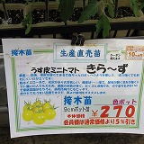 夏野菜の苗_e0098473_2102715.jpg