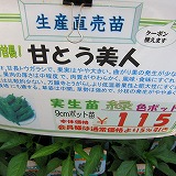 夏野菜の苗_e0098473_2145967.jpg