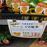 夏野菜の苗_e0098473_2155441.jpg