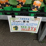 夏野菜の苗_e0098473_2195365.jpg