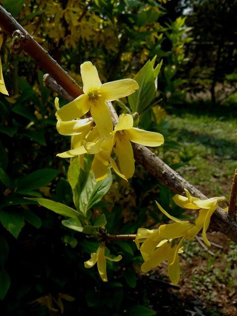 春の黄色い花・・・「シナレンギョウ」・「ヤマトレンギョウ」_d0019074_934494.jpg