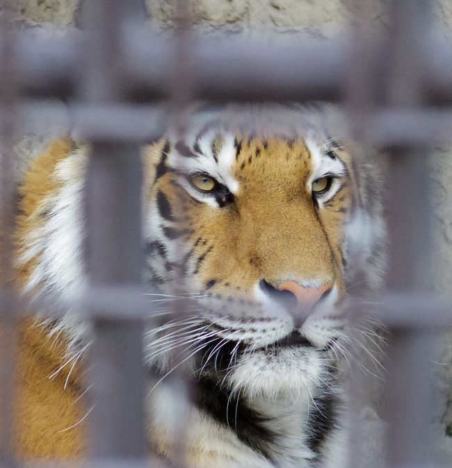 熊本市動植物園のアムールトラ・ユキヒョウ・マサイキリンなどなど_b0014576_06342114.jpg