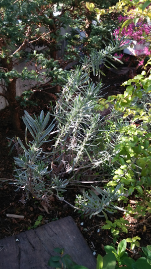 c0064678_133514.jpg