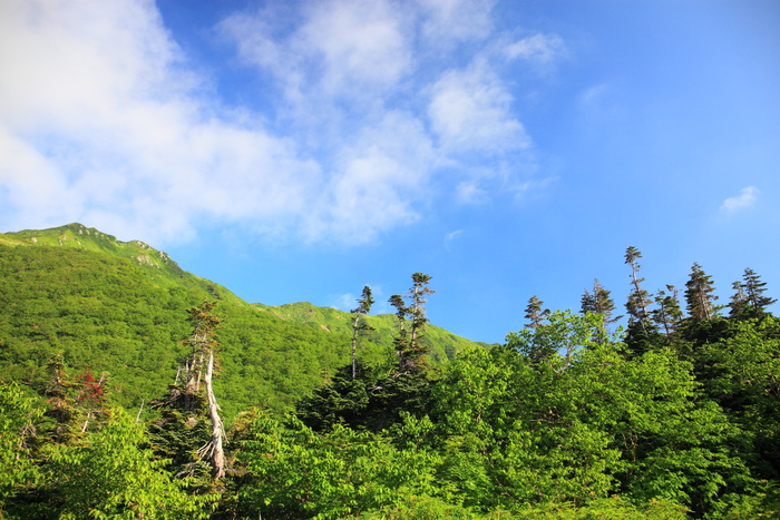 小池新道・左俣林道_f0057178_6402924.jpg