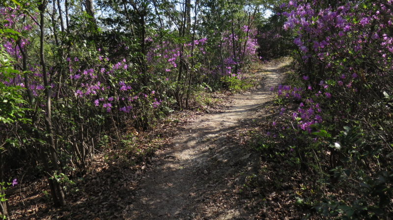 高御位山系　まとめの縦走_e0024081_20323040.jpg