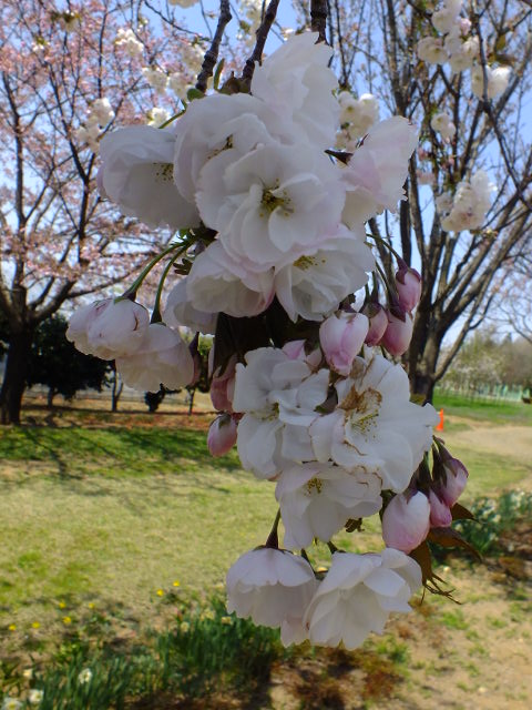 ４月１１日　日本花の会・結城農場の桜　その１_e0145782_18391427.jpg