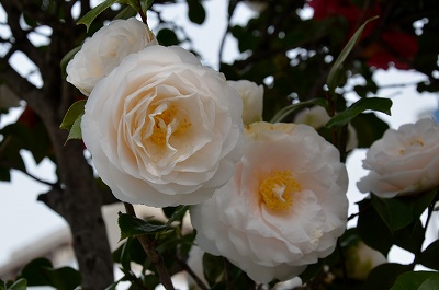 c0229483_1861961.jpg