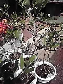 e0197983_10561063.jpg