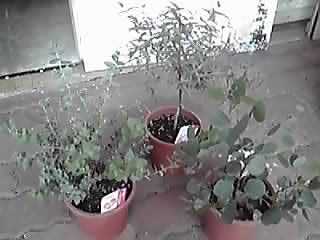 e0197983_10564622.jpg