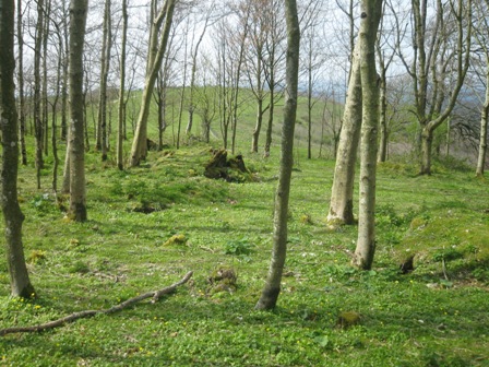 f0141785_6395570.jpg