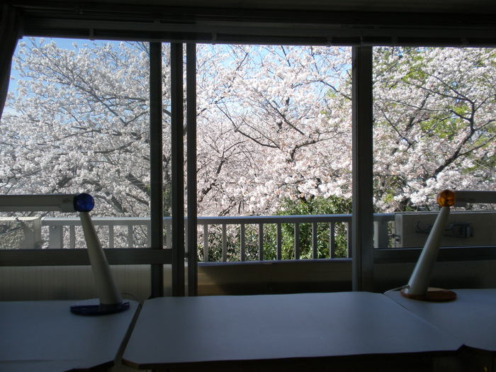 満開の桜２０１４_b0205287_2036073.jpg