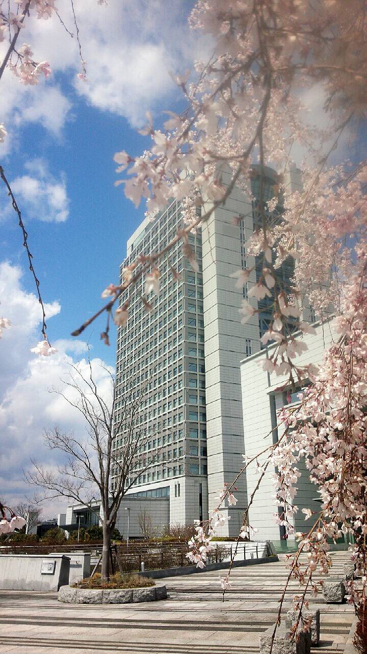 春ですね、もうすぐＧＷです_b0244888_9223730.jpg