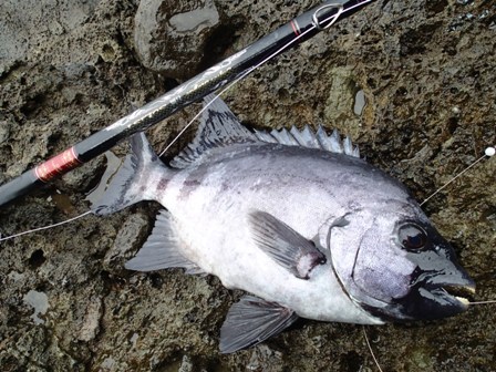 春の石鯛釣り＞＞鹿児島 秋目→久志 ～ 置き竿ロッドコンセプト