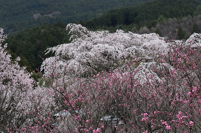 b0190092_2143317.jpg