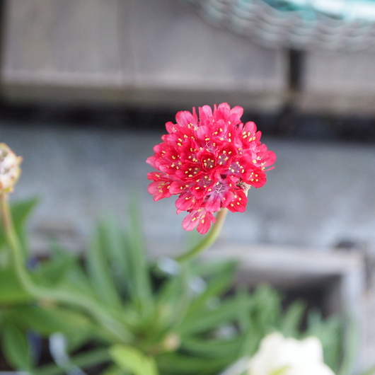 アルメリア_a0292194_8215780.jpg