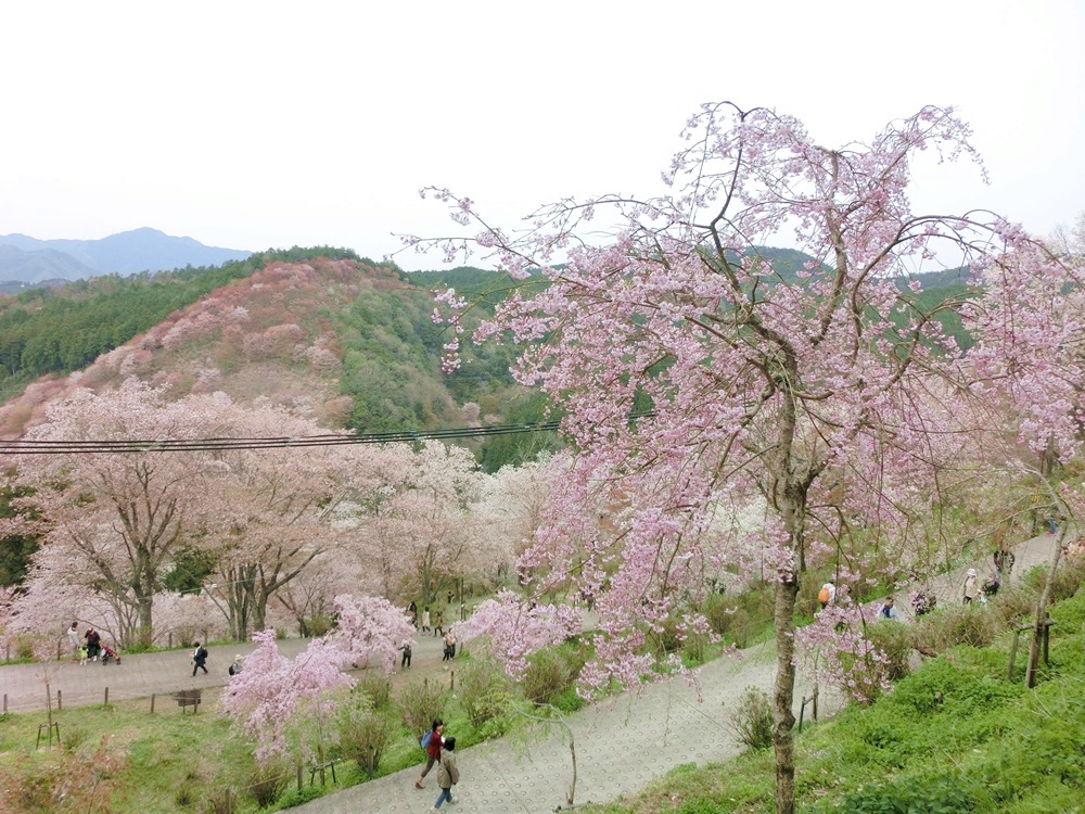 吉野・勝浦バスツアー☆　その１　吉野の桜_e0190698_852479.jpg