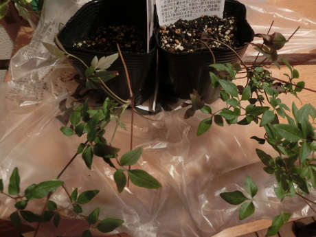 a0203003_22502243.jpg