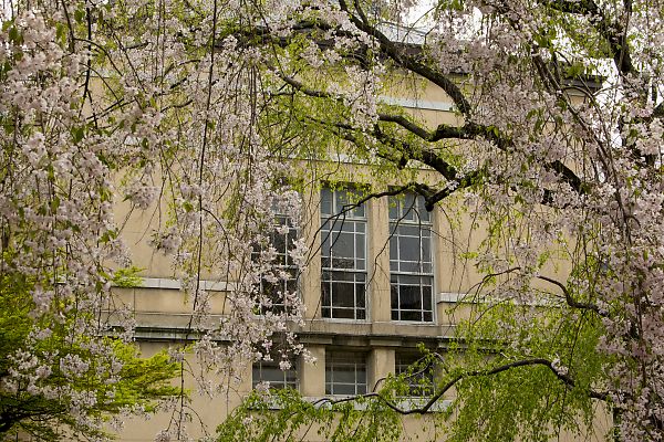 京都府庁旧本館の桜_e0193503_20422221.jpg