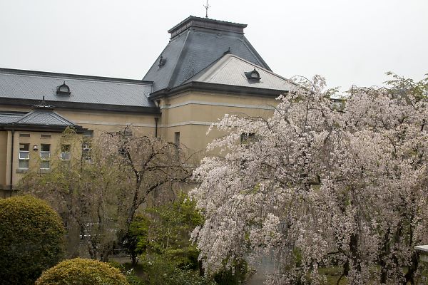 京都府庁旧本館の桜_e0193503_20444928.jpg