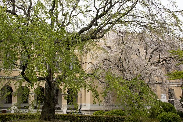 京都府庁旧本館の桜_e0193503_20452419.jpg