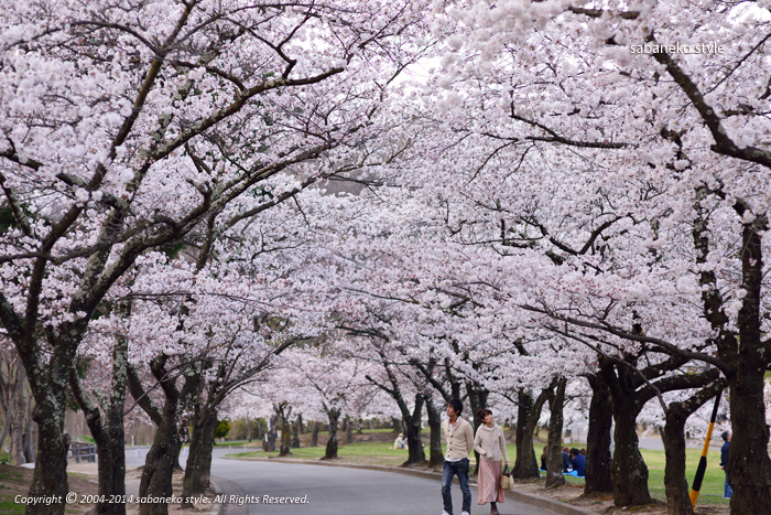 城山公園の桜_b0029706_116305.jpg