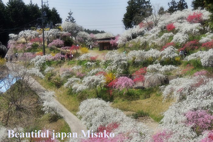 しだれ桃の里 桃源郷 豊田市 4月15日 ゚ ゚ Beautiful Japan 絵空事 しだれ桃の里 桃源郷 豊田市 4月15日 ゚ ゚ Beautiful Japan 絵空事