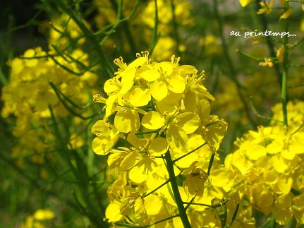 菜の花 生きる力をくれた花 花が教えてくれたこと