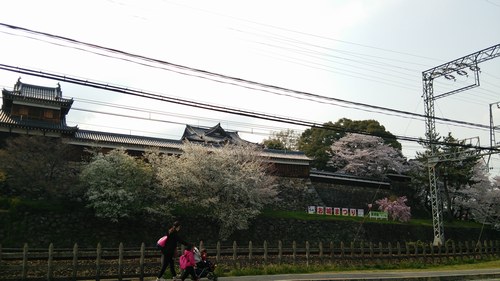 大和郡山 桜満開のお城まつり_f0221708_16263011.jpg