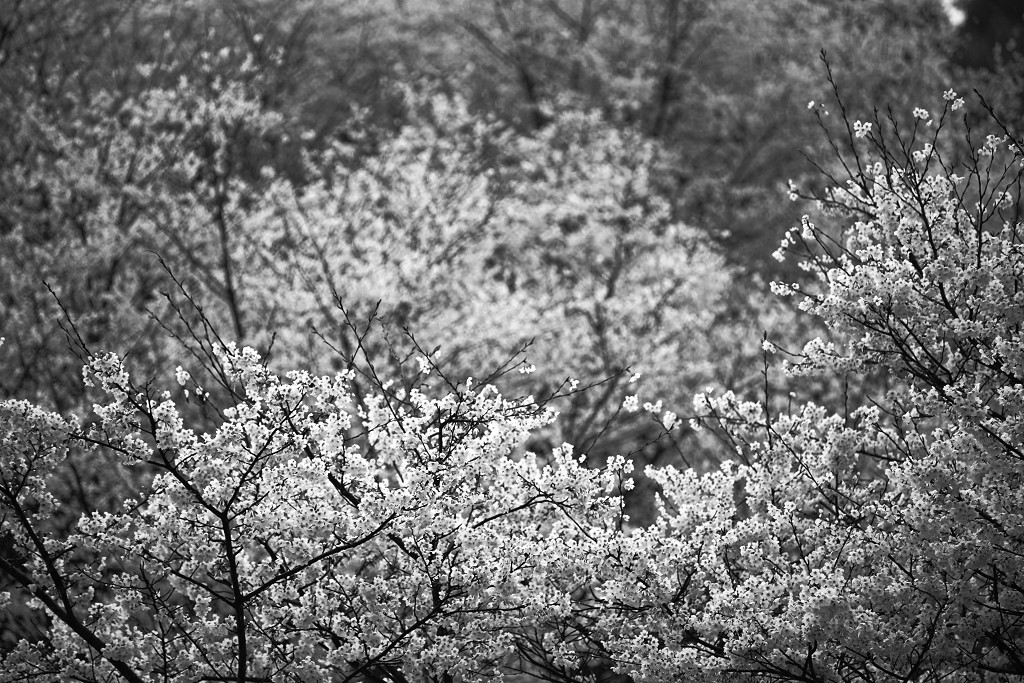 冷や水峠の桜_a0208113_23355869.jpg