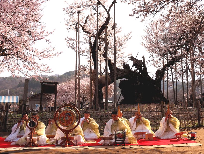 ＊ 王仁塚の一本桜・山高の神代桜等_b0204819_1121241.jpg