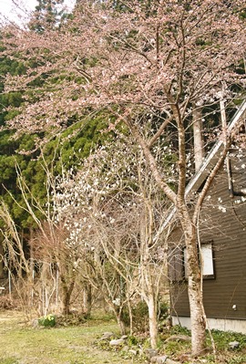 奥山は・・・庭の吉野桜が、チラホラと咲き　　　　朽木小川・気象台より_c0044819_654282.jpg