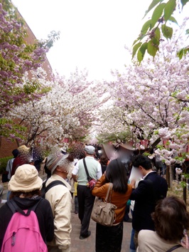 造幣局 桜の通り抜け_e0135619_202688.jpg