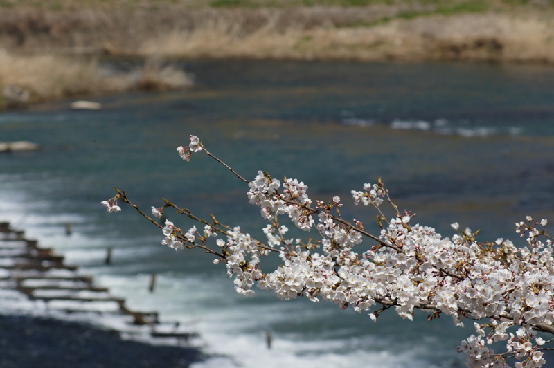 一目千本桜(白石川)_a0304423_07222156.jpg