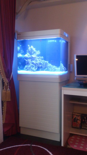 レッドシーマックス130d 熱帯魚水槽レンタル メンテナンスのアクアリゾート リゾートな日々