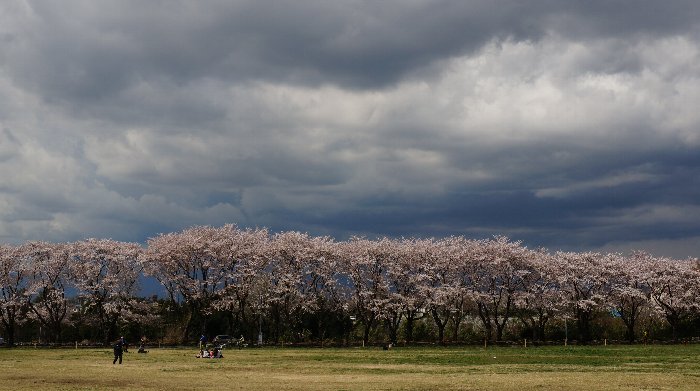 海軍道路の桜_e0021129_0215345.jpg