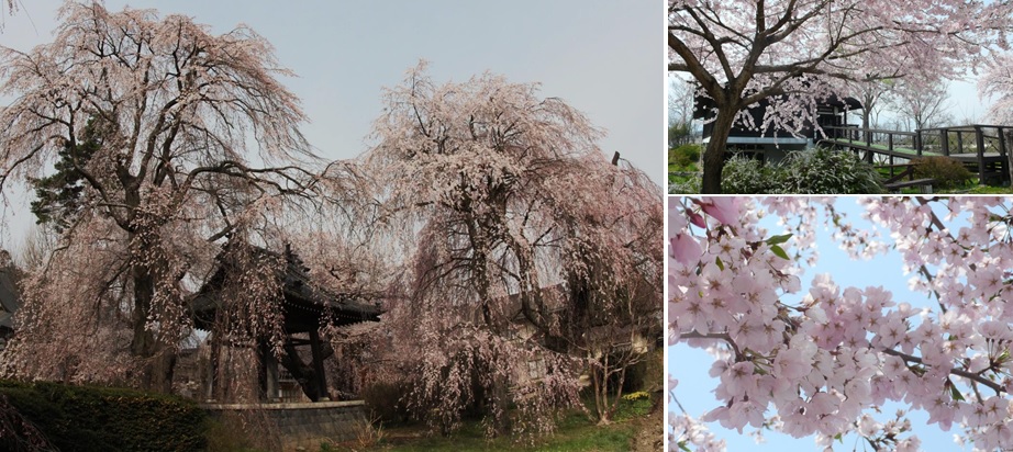 波田の枝垂れ桜と穂高の桜_a0212730_1963834.jpg