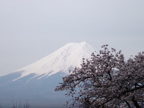 満開ですよ!　忠霊塔の桜ヽ(^。^)ノ_f0304030_7372454.jpg