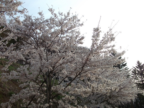 満開ですよ!　忠霊塔の桜ヽ(^。^)ノ_f0304030_737351.jpg