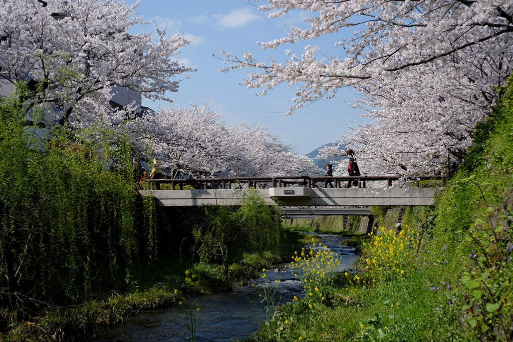 　一の坂川　桜_c0223038_0305244.jpg