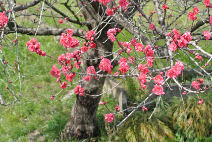 真っ赤なウメ Japanese apricot_f0206939_12473961.jpg