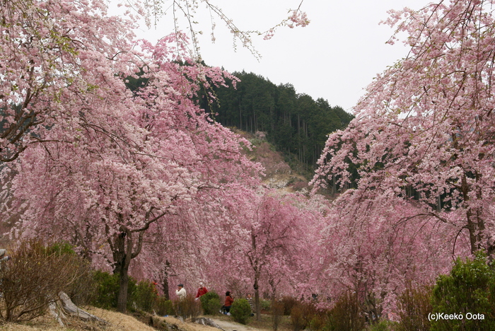 奈良県の高見の郷_d0052340_20312541.jpg