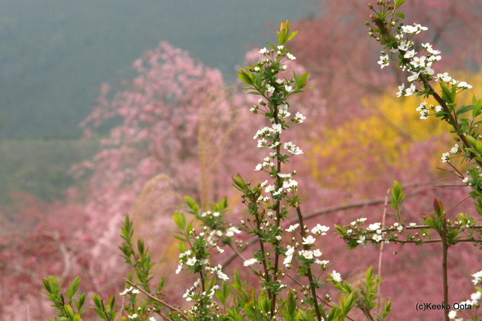 奈良県の高見の郷_d0052340_20392968.jpg