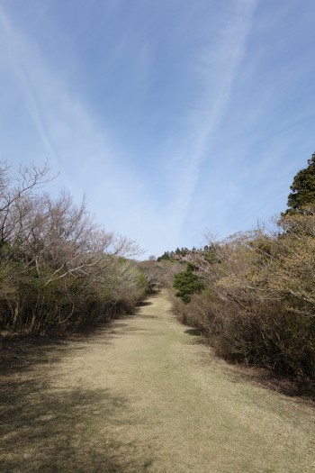 達磨山・金冠山　2014.4.12　（その２）_f0250940_21434976.jpg