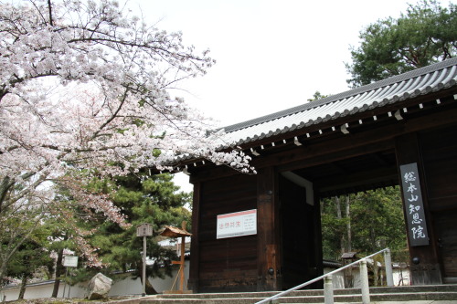 知恩院2014桜_f0324540_01185182.jpg