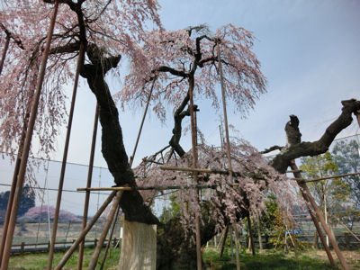 神田のオオイトザクラとそのこどもたち_f0019247_2049273.jpg