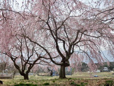 神田のオオイトザクラとそのこどもたち_f0019247_2050268.jpg