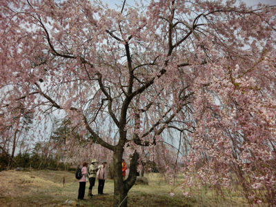 神田のオオイトザクラとそのこどもたち_f0019247_20511840.jpg