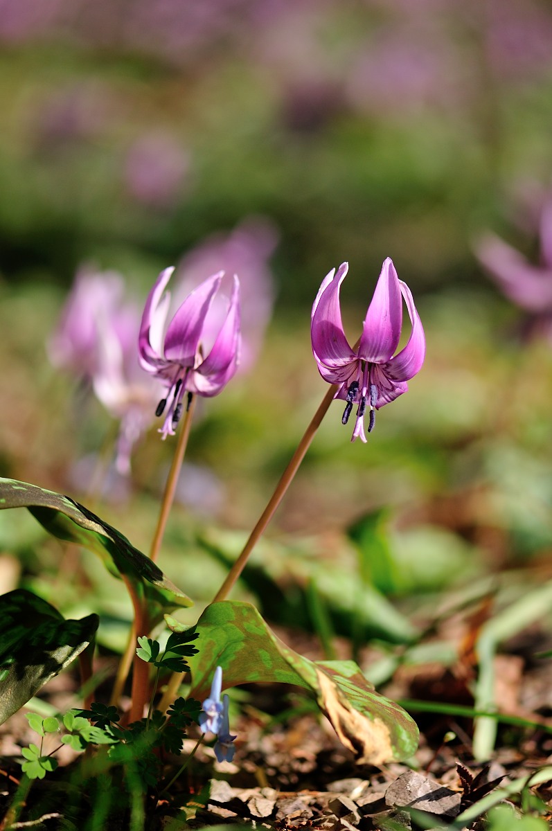 カタクリの花♪～#3_f0224648_1095436.jpg