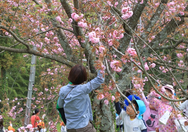 八重桜の摘み取りが始まったよ_c0171849_18473239.jpg